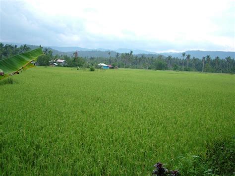 palayan in bisaya